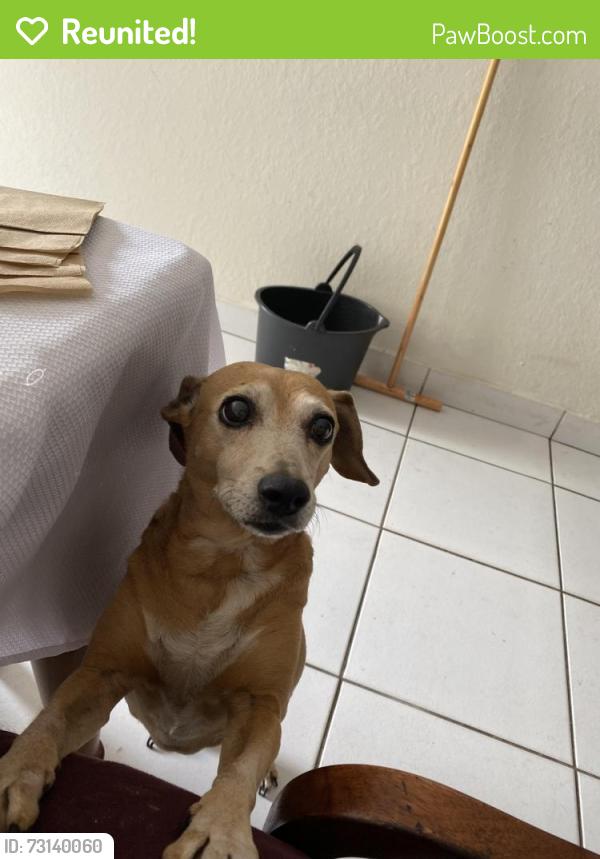 Reunited Female Dog last seen Wesley St and S Jones St, Petersburg, VA 23803