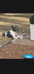 Reunited Male Dog last seen Joy Lynn Cove, Olive Branch, MS 38654, USA, Olive Branch, MS 38654
