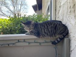 Lost Male Cat last seen Mountain Glen Ct Redding CA, Redding, CA 96001