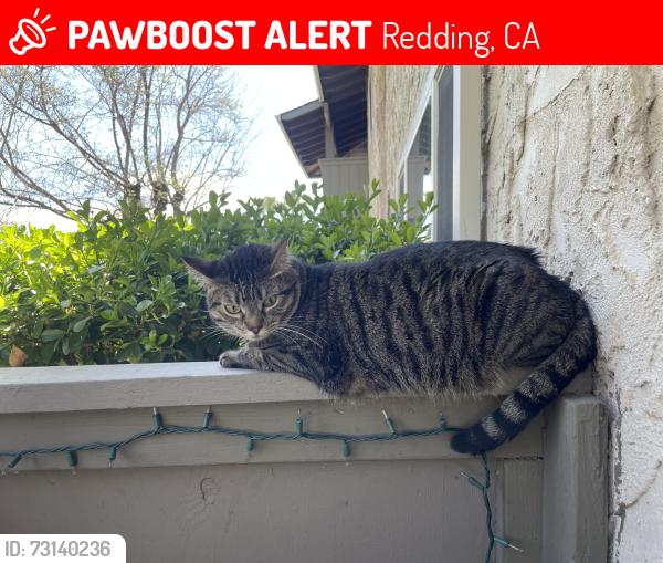 Lost Male Cat last seen Mountain Glen Ct Redding CA, Redding, CA 96001
