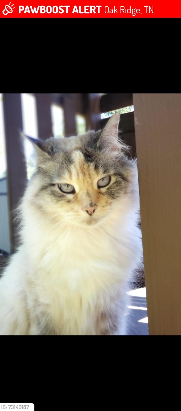 Lost Female Cat last seen Athens Road/East Arrowwood, Oak Ridge, TN 37830