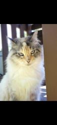 Lost Female Cat last seen Athens Road/East Arrowwood, Oak Ridge, TN 37830