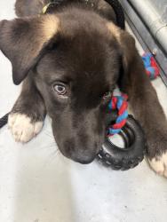 Found/Stray Male Dog last seen Historic Sandy Park, Sandy, UT 84070