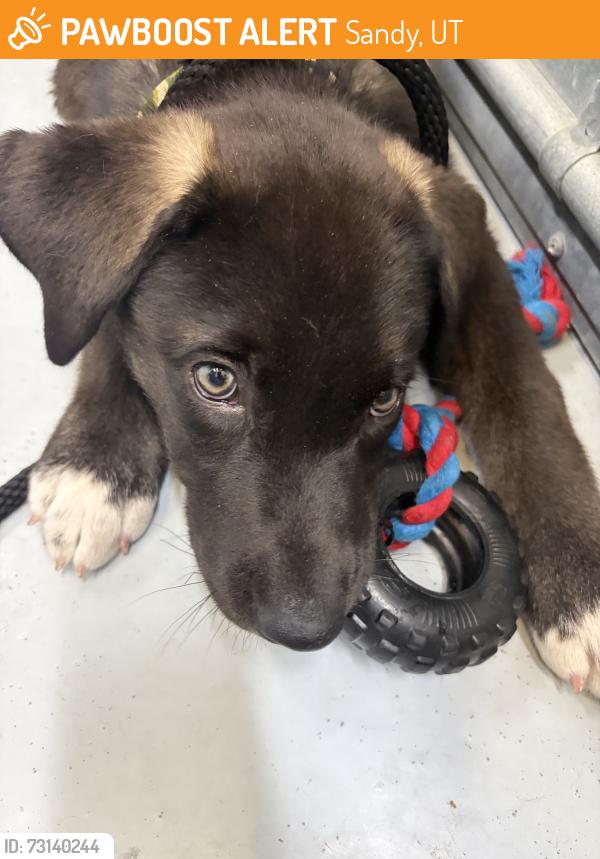 Found/Stray Male Dog last seen Historic Sandy Park, Sandy, UT 84070