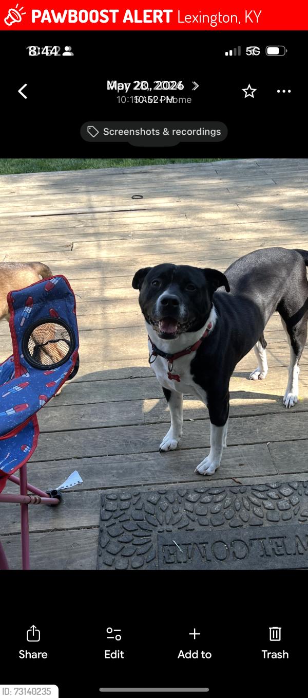 Lost Male Dog last seen Eastland parkway, Lexington, KY 40505