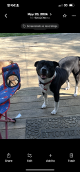 Lost Male Dog last seen Eastland parkway, Lexington, KY 40505