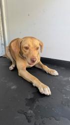Shelter Stray Female Dog last seen Near BLK SUMTER DR , BAKERSFIELD CA, 201 S Mt Vernon Ave, Bakersfield, CA 93307, USA