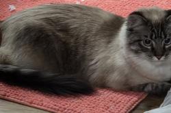 Reunited Male Cat last seen Copperville Rd, Cheyenne, WY 82001, USA, Cheyenne, WY 82001