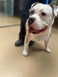 Shelter Stray Female Dog last seen MAIN STREET AND HERRITAGE RD, 130 Beyer Way, Chula Vista, CA 91911, USA