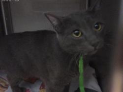 Shelter Stray Male Cat last seen PEPPERDINE CT AND MIRACOSTA CIR, 130 Beyer Way, Chula Vista, CA 91911, USA