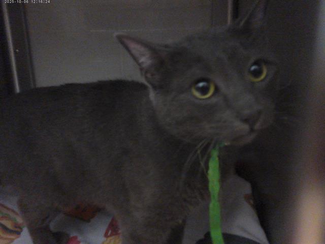 Shelter Stray Male Cat last seen PEPPERDINE CT AND MIRACOSTA CIR, 130 Beyer Way, Chula Vista, CA 91911, USA