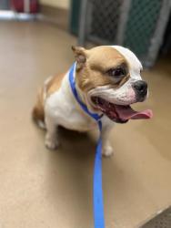 Shelter Stray Female Dog last seen MAIN STREET AND HERRITAGE RD, 130 Beyer Way, Chula Vista, CA 91911, USA