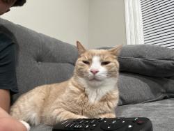 Reunited Male Cat last seen Near Furman St, Schenectady, NY 12304, USA, Schenectady, NY 12304