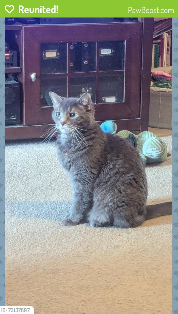 Reunited Male Cat last seen Olde Irish Dr, Galloway, OH 43119