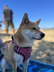 Reunited Female Dog last seen Burger king, San Marcos, CA 92078