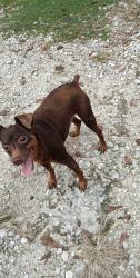 Lost Male Dog last seen East Ave, Parrish Ave, Brooksville, FL 34601