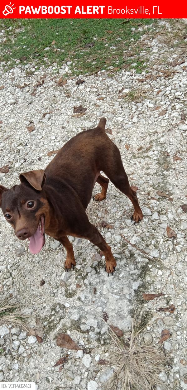 Lost Male Dog last seen East Ave, Parrish Ave, Brooksville, FL 34601