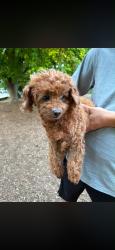 Reunited Female Dog last seen Woodbine and Danforth, Toronto, ON 