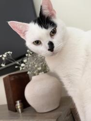 Reunited Male Cat last seen Templeton and Waldemere Drive, Philadelphia, PA 19154