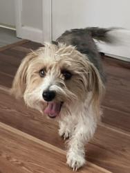 Reunited Female Dog last seen Water Creek and Craig, North Las Vegas, NV 89032