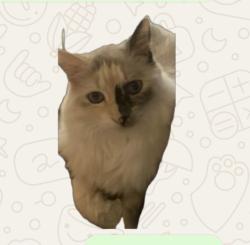 Lost Female Cat last seen Limewood road, Battle Creek, MI 49017