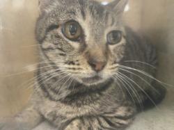 Shelter Stray Female Cat last seen , 1850 W 60th St, Los Angeles, CA 90047, USA