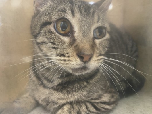 Shelter Stray Female Cat last seen , 1850 W 60th St, Los Angeles, CA 90047, USA