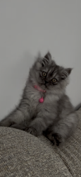 Lost Female Cat last seen Tim hortons by chili ave, Rochester, NY 14624