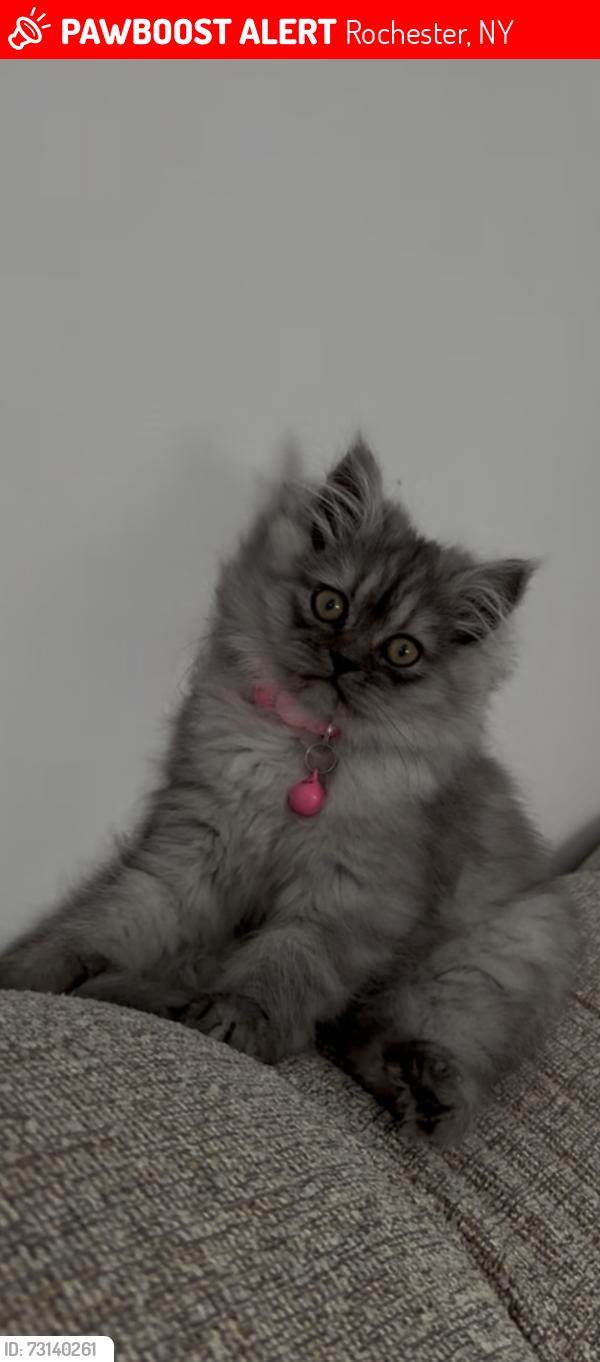 Lost Female Cat last seen Tim hortons by chili ave, Rochester, NY 14624