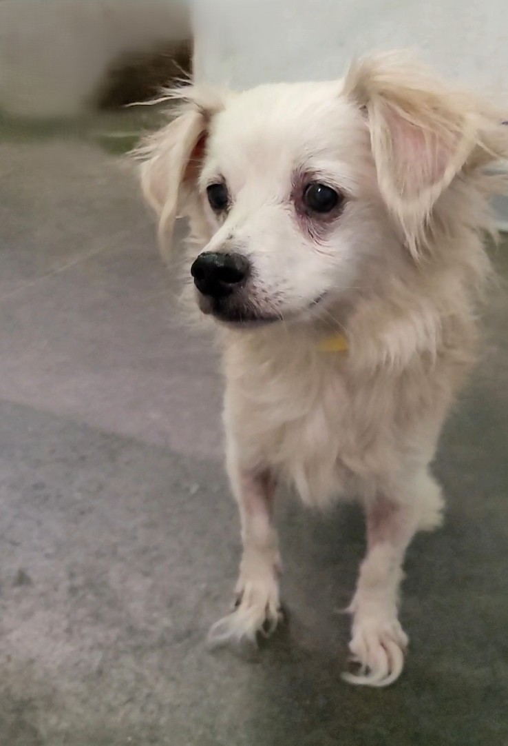 Shelter Stray Male Dog last seen , 1850 W 60th St, Los Angeles, CA 90047, USA