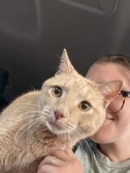 Reunited Male Cat last seen 52nd & Lloyd, Milwaukee, WI 53208