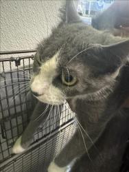 Shelter Stray Female Cat last seen , 1850 W 60th St, Los Angeles, CA 90047, USA