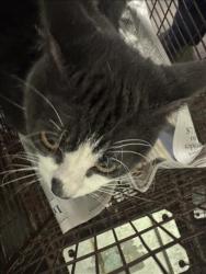 Shelter Stray Male Cat last seen , 1850 W 60th St, Los Angeles, CA 90047, USA