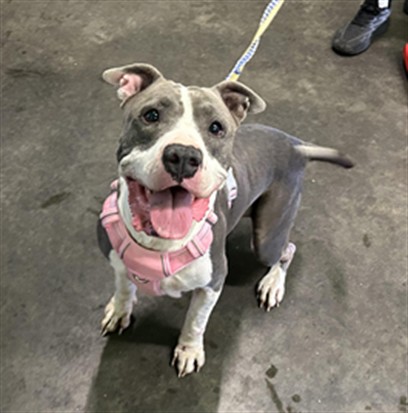 Shelter Stray Female Dog last seen , 1850 W 60th St, Los Angeles, CA 90047, USA