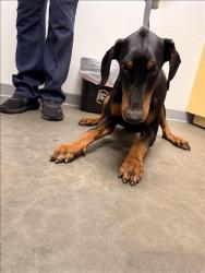 Shelter Stray Female Dog last seen , 1850 W 60th St, Los Angeles, CA 90047, USA