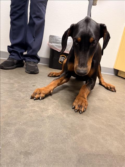 Shelter Stray Female Dog last seen , 1850 W 60th St, Los Angeles, CA 90047, USA