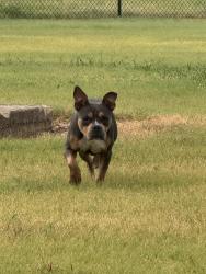 Found/Stray Male Dog last seen 36th and frank luke, San Antonio, TX 78226