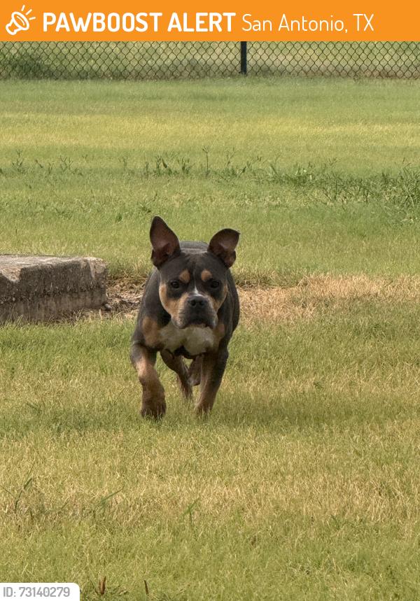 Found/Stray Male Dog last seen 36th and frank luke, San Antonio, TX 78226