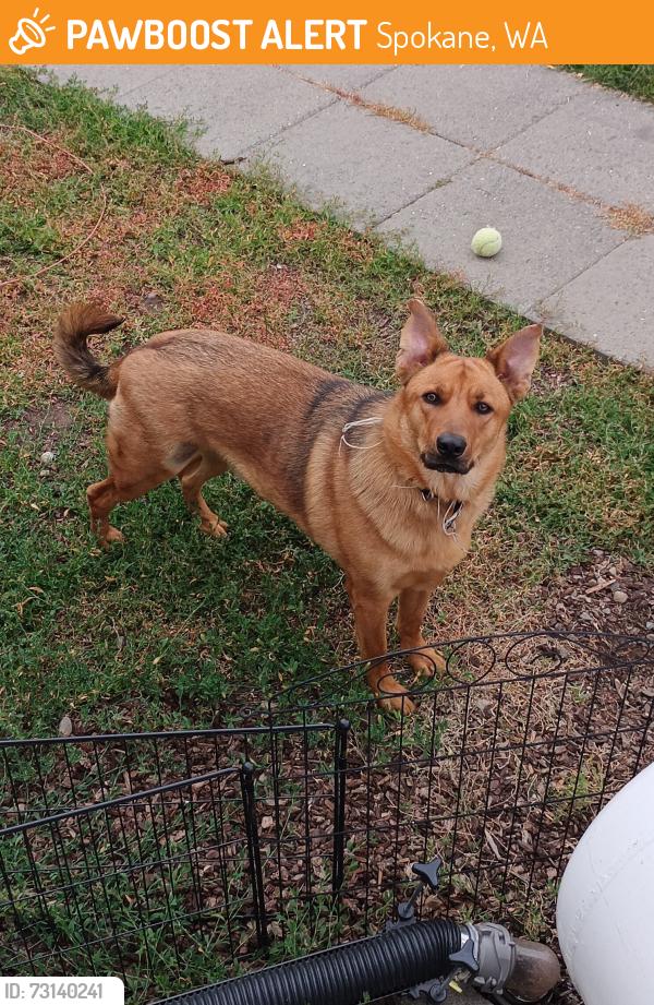 Found/Stray Male Dog last seen Downriver park, Spokane, WA 99224