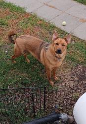 Found/Stray Male Dog last seen Downriver park, Spokane, WA 99224