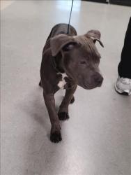 Shelter Stray Male Dog last seen , 14409 Vanowen St, Van Nuys, CA 91405, USA
