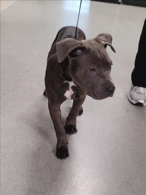 Shelter Stray Male Dog last seen , 14409 Vanowen St, Van Nuys, CA 91405, USA
