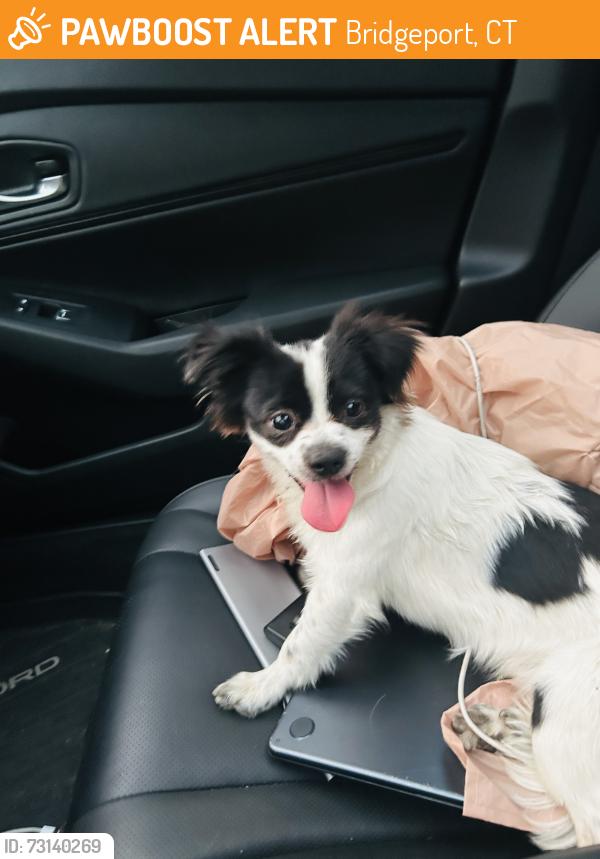 Found/Stray Male Dog last seen knowlton st, Bridgeport, CT 06610