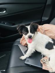 Found/Stray Male Dog last seen knowlton st, Bridgeport, CT 06610