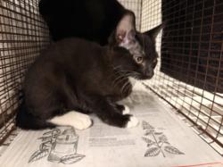 Shelter Stray Unknown Cat last seen , 14409 Vanowen St, Van Nuys, CA 91405, USA