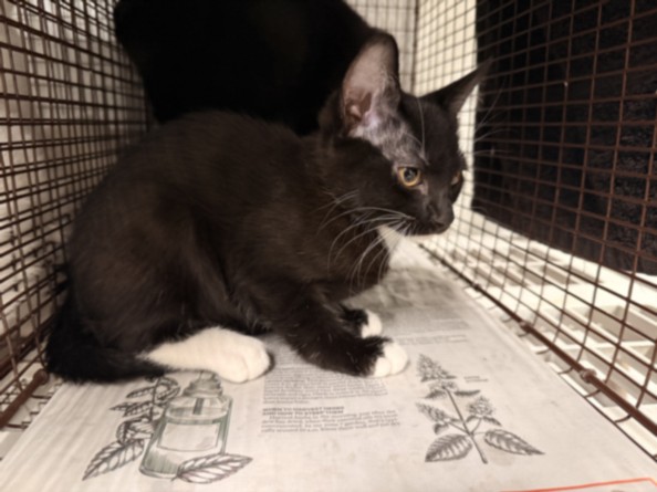Shelter Stray Unknown Cat last seen , 14409 Vanowen St, Van Nuys, CA 91405, USA