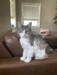 Lost Female Cat last seen Blanding Bvld, Orange Park, FL 32073