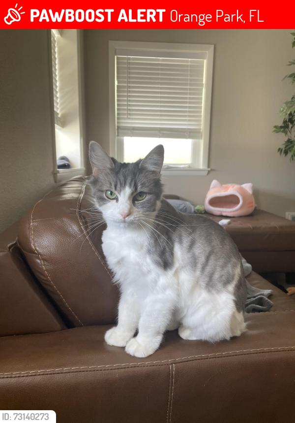 Lost Female Cat last seen Blanding Bvld, Orange Park, FL 32073