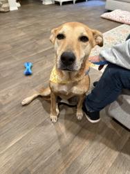 Found/Stray Female Dog last seen Wilson Rd -UPS store, Humble, TX 77396