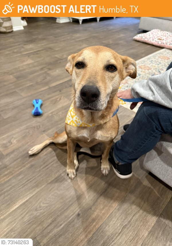 Found/Stray Female Dog last seen Wilson Rd -UPS store, Humble, TX 77396
